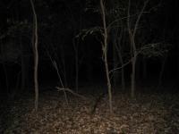 Chicago Ghost Hunters Group investigates Robinson Woods (207).JPG